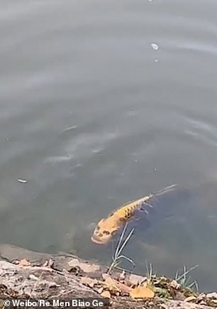 Carp have long been known to carry markings which can look like a human face, but actually seeing one is rare