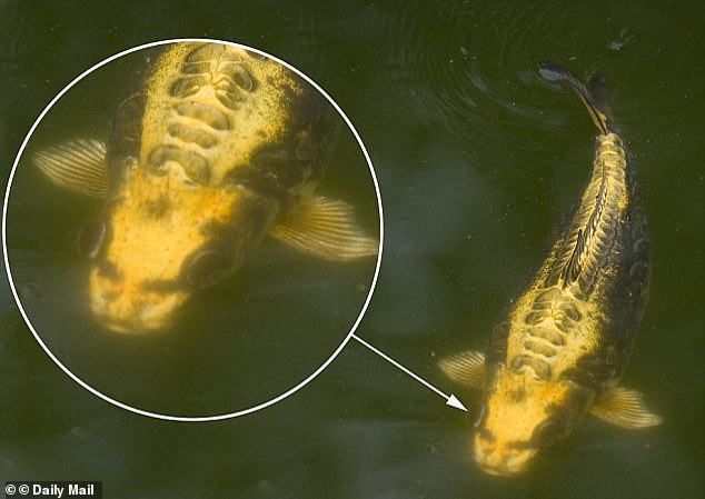 In 2010, a 44-year-old former butcher in Britain discovered that a fish he had bought five months earlier (pictured) started to develop facial features similar to those of a human