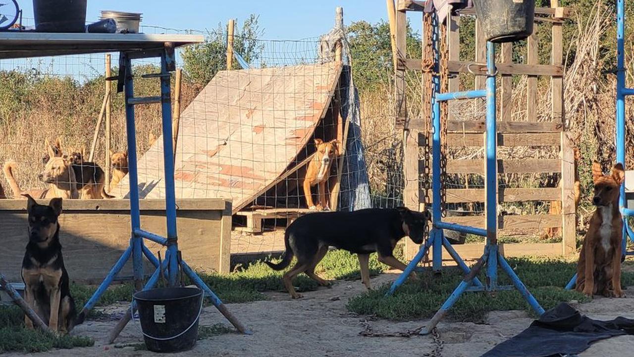 Occitanie : mal nourris et enchaînés, 53 chiens sauvés d'un élevage de la honte près de Toulouse