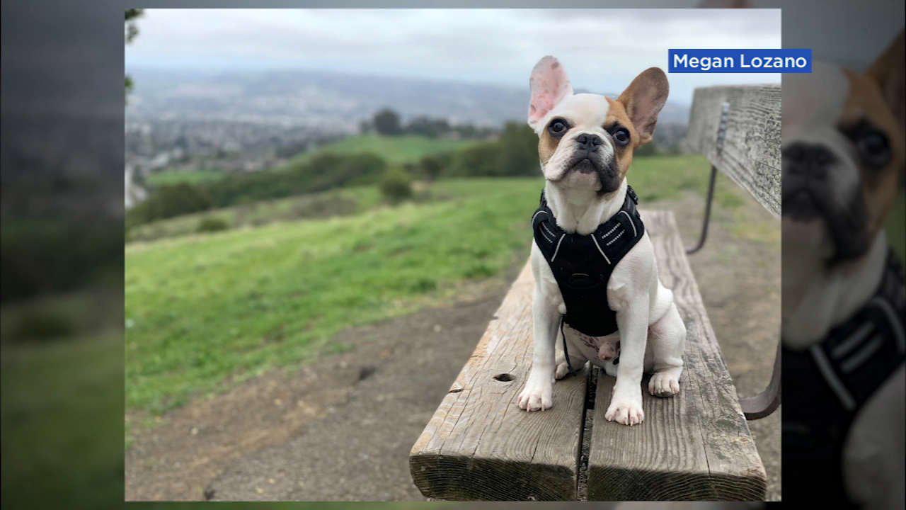 French bulldog robbed from owner in Castro Valley, police say