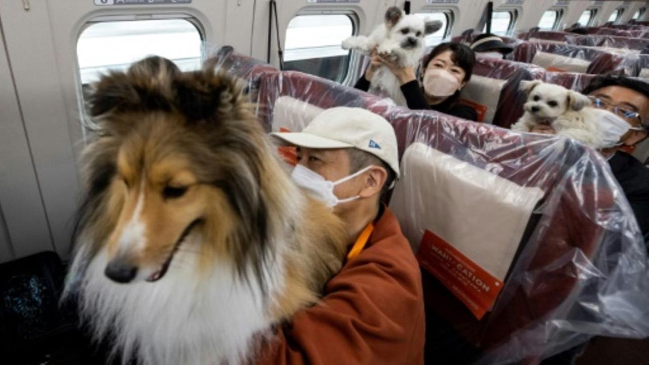 Sonderfahrt für Hunde in japanischem Hochgeschwindigkeitszug
