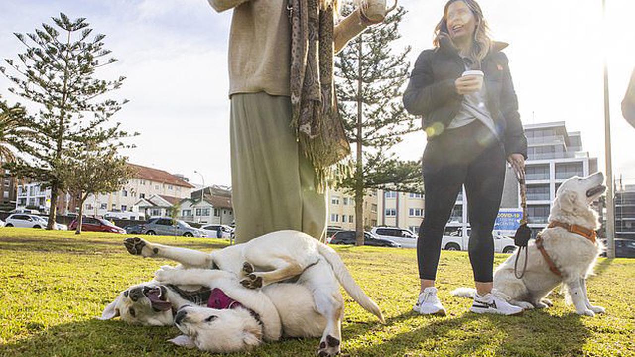 Dogs could be allowed on public transport - as part of new plan to make Sydney the most pet-friendly city in the world