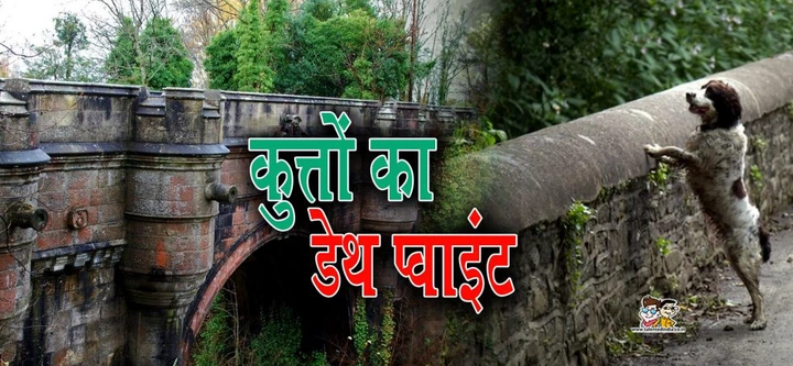ये पुल है कुत्तों का सुसाइड पॉइंट, दूर-दूर से यहां आकर दे देते हैं जान ! ये पुल है कुत्तों का सुसाइड पॉइंट, दूर-दूर से यहां आकर दे देते हैं जान !