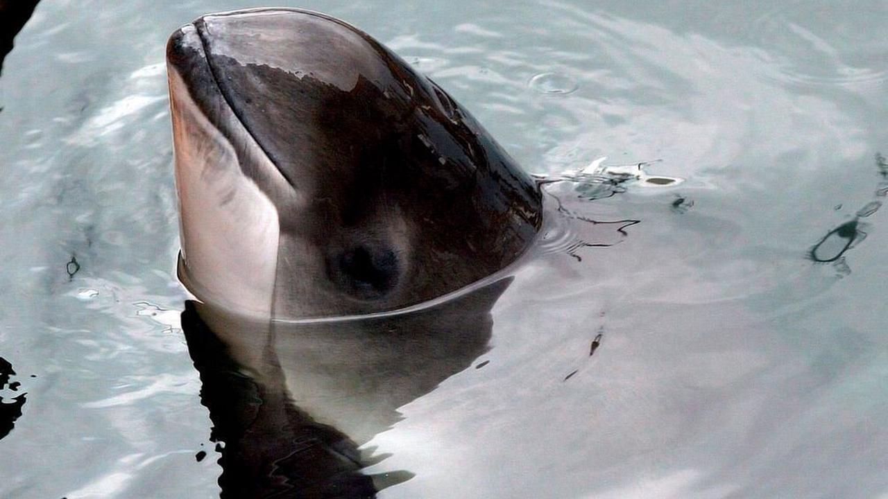 Munitionssprengungen: Schweinswale oft tödlich verletzt