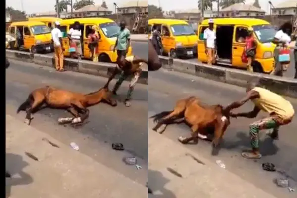OkadaBan_ Tired horse collapses after being used for transport (video) lailasnews