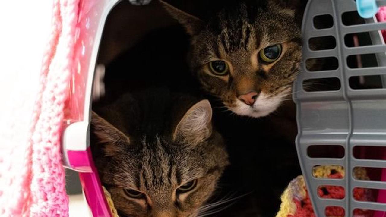 RSPCA desperate to find inseparable OAP cats 'aged 92' a home where they can stay together