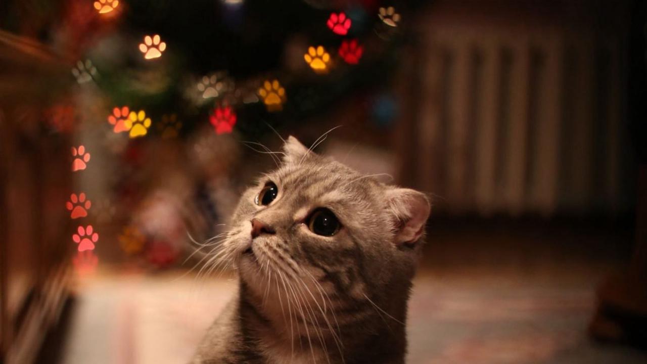 Katze & Weihnachtsbaum: Brutaler Trick hält sie vom Klettern ab