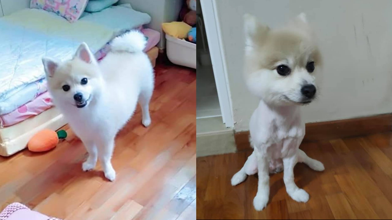 rille Manager Løsne S'pore dog owner requested 'Shiba Inu' cut for pomeranian but groomer  allegedly shaves off its coat - Opera News