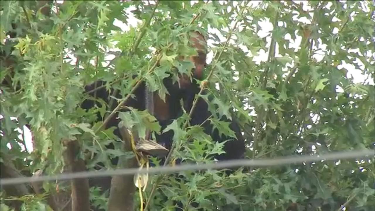 Man climbs down Queens tree after spending more than 2 days up there -  Opera News