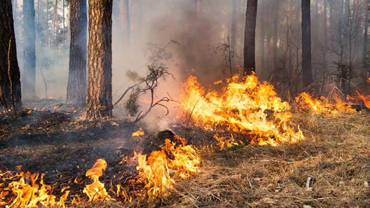 Wald in Brand geraten