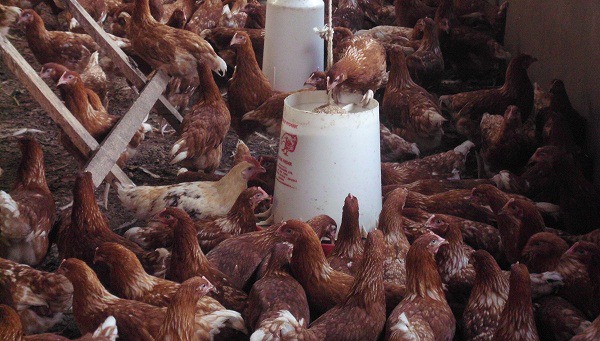 Why poultry farmers fail in Kenya
