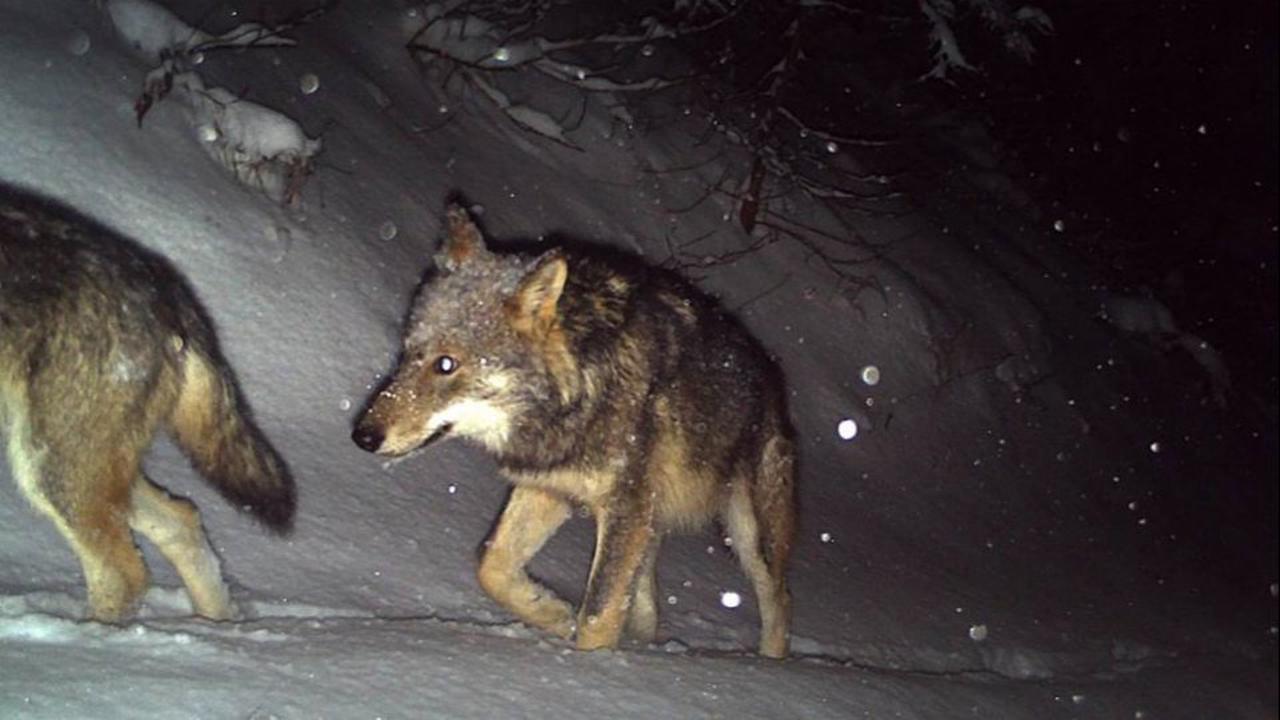 Bündner Surselva - Menschen zu nahe gekommen: Wolf ohne Bewilligung geschossen