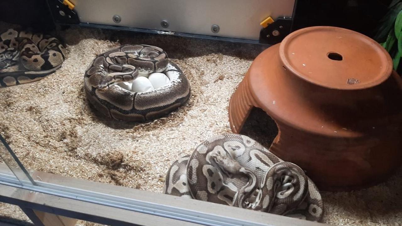Schlangen in Wohnung: Homburger Mieter lässt Königspythons beim Auszug einfach zurück