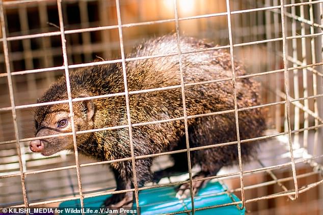 Wildlife charity begins rescue mission after visitor secretly took pictures of a starving lion and dozens of underfed animals at a Zoo in Nigeria (Photos/Video)