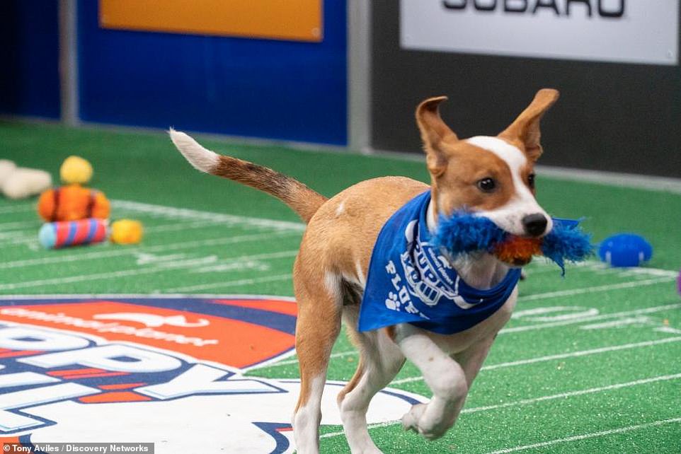 Wide retriever! Snoop Doggcoached Team Fluff wins Puppy Bowl 2022 with