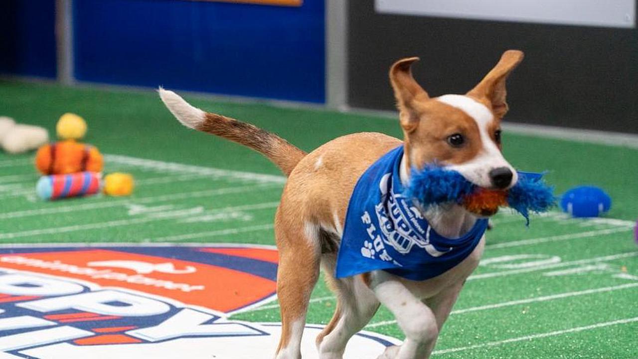 Wide retriever! Snoop Doggcoached Team Fluff wins Puppy Bowl 2022 with