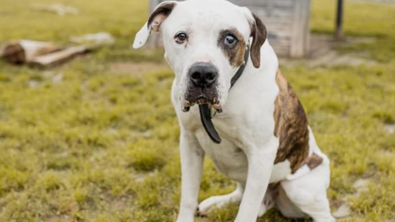 Seit acht Jahren im Tierheim: Blinder Hund Hero sucht ein Zuhause