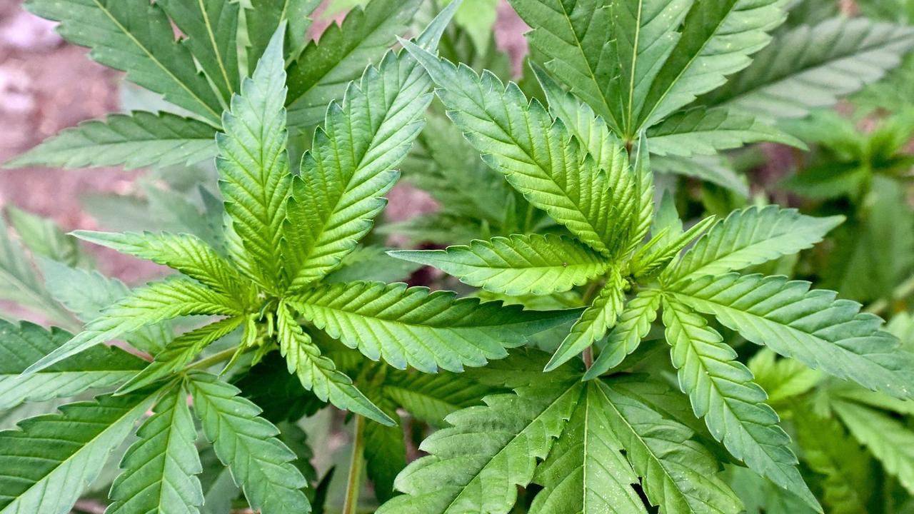 Deutsche Bauern bereiten sich auf Cannabis-Anbau vor