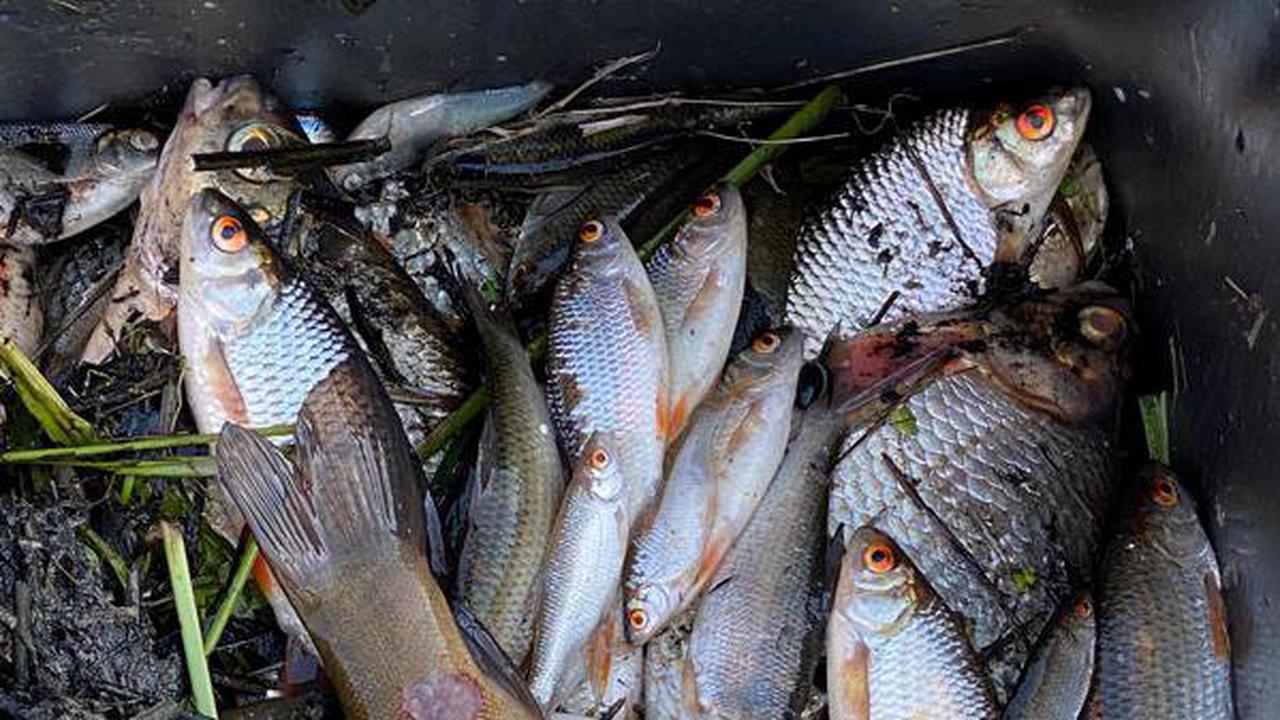 Einsatz am Geestrandgraben: Erneutes Fischsterben in Oldenburg