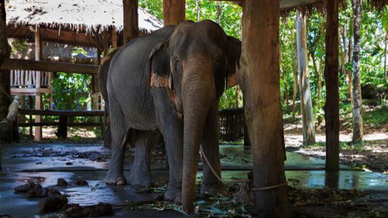 Elephant crashes through kitchen wall looking for snacks in Thailand -  Opera News