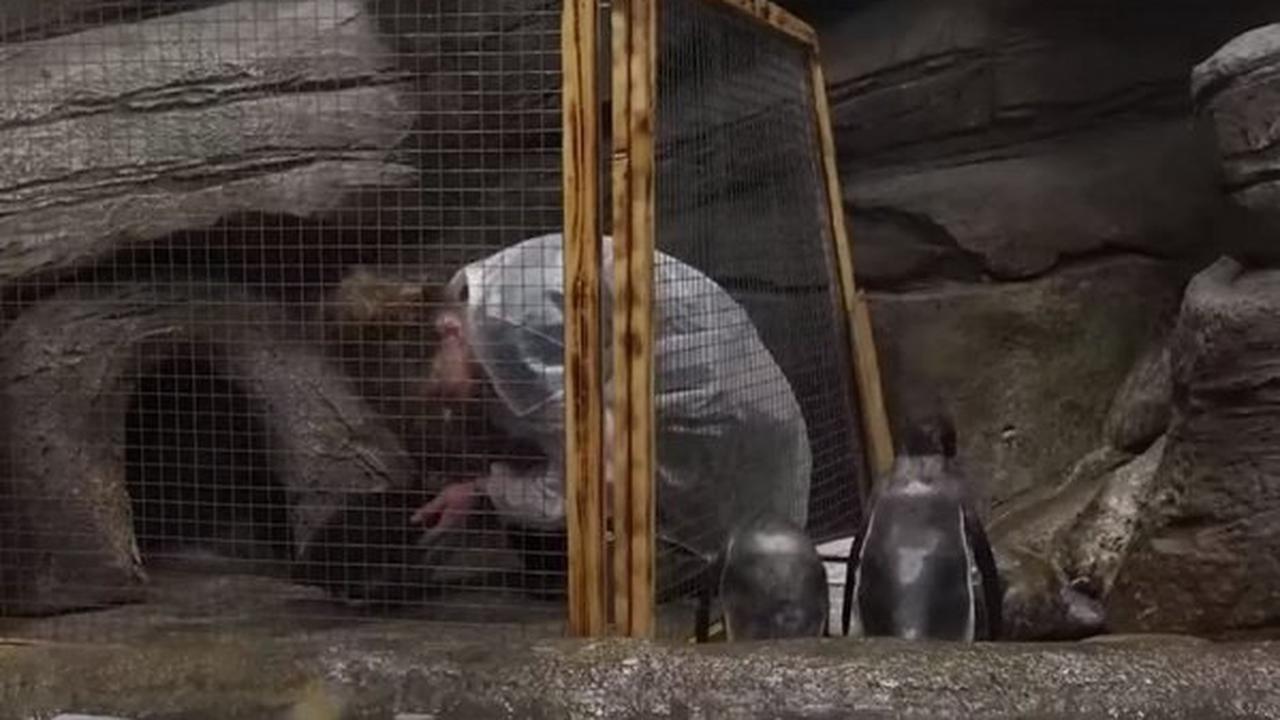 В Новосибирском зоопарке вылупились два пингвиненка — их поселили во взрослый вольер