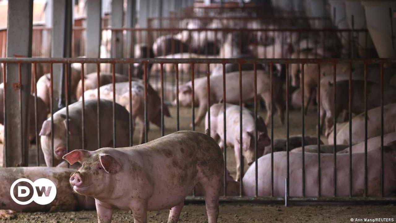 African swine fever devastates pork market in Thailand