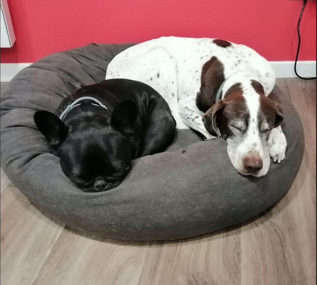 Tea Dog. Montpellier : ouvert pendant la pandémie, le bar à chien 