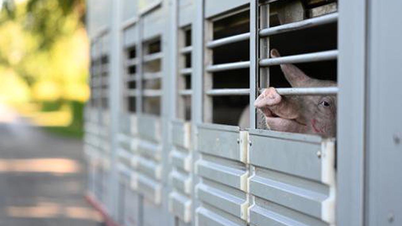 Tiere: Afrikanische Schweinepest im Emsland nachgewiesen