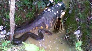 See The Largest Snake Killed In Africa Recently Afronews Org Gh