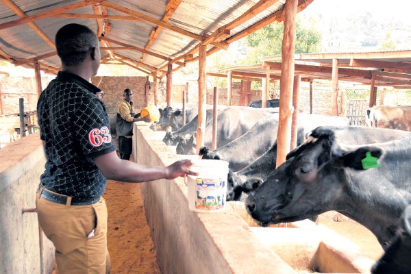 Michael Njuguna: From farmhand to a multi-million dairy farmer