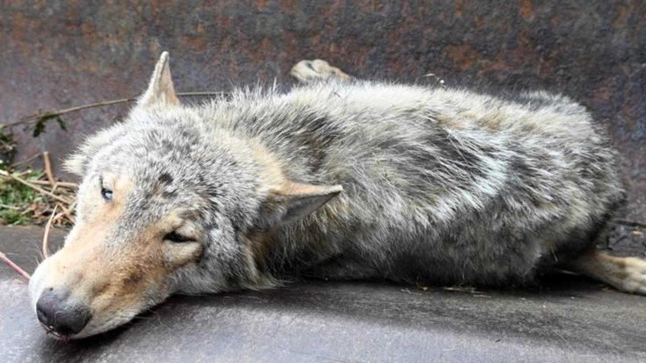 Auf A 2 getöteter Wolf stammt nicht aus Schermbecker Rudel