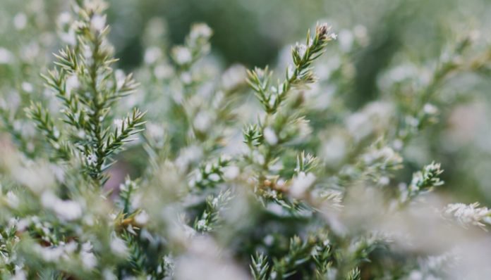 Klamath Falls Christmas Tree Permits 2022 Klamath Falls Blm Offers Online-Only Christmas Tree Permits - Opera News