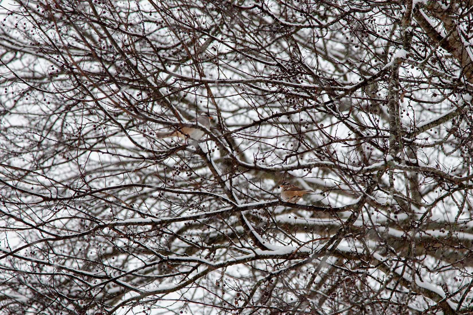 Birds perch on snow-filled branches in Maury County during the first snow of the year Jan. 10, 2025.