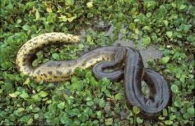 anaconda crocs