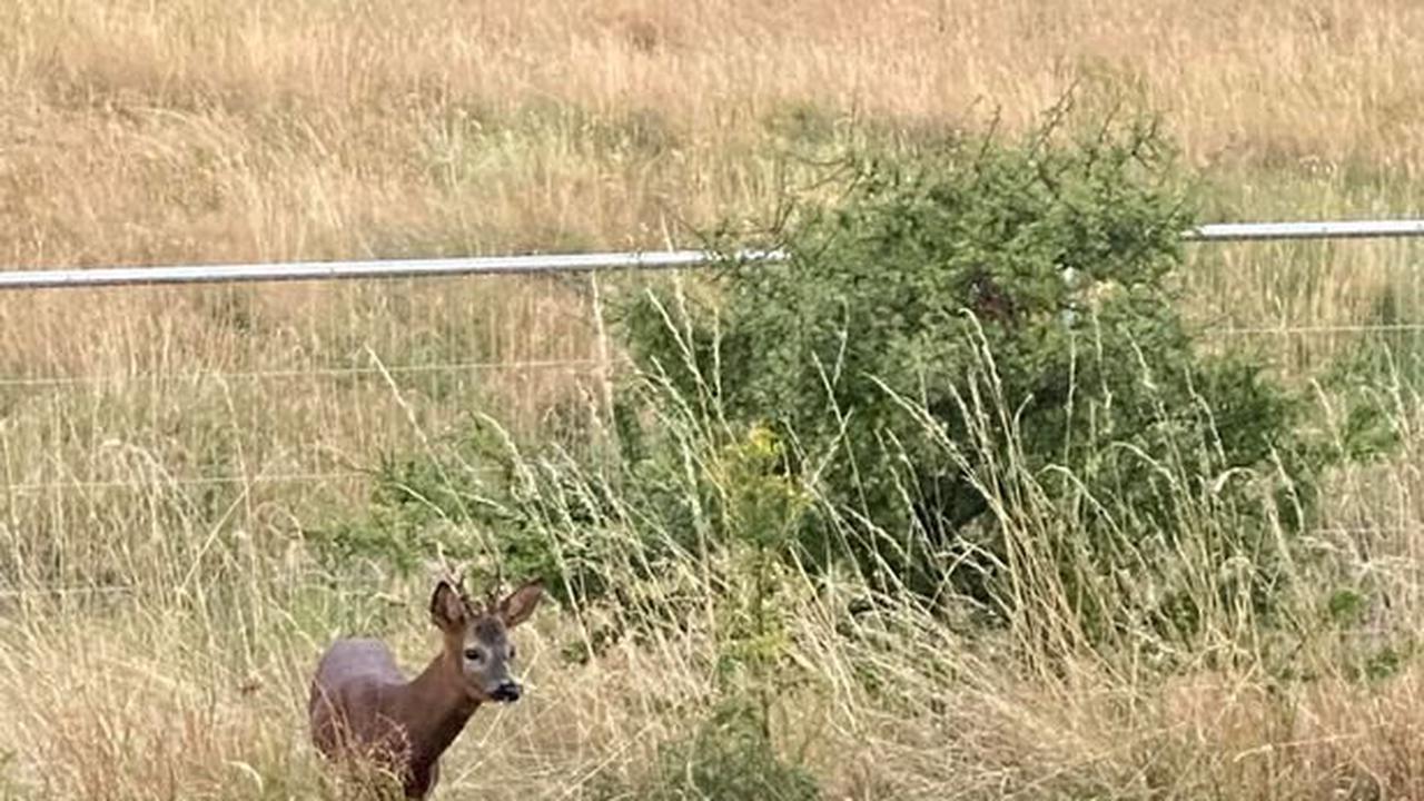 'Scared' deer freed after becoming 'trapped' inside fencing at Stoke-on-Trent housing development