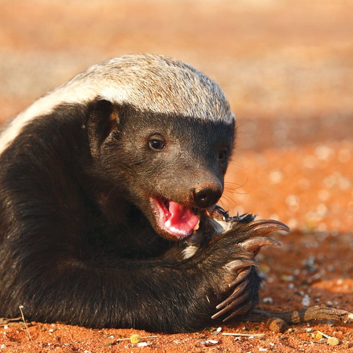 The &#39;Houdini&#39; honey badger ... and other surprisingly clever animals