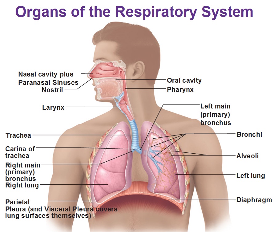 What is the Respiratory System