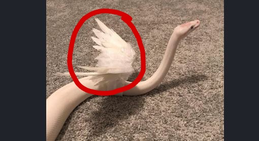 Flying Snake Opera News Ghana