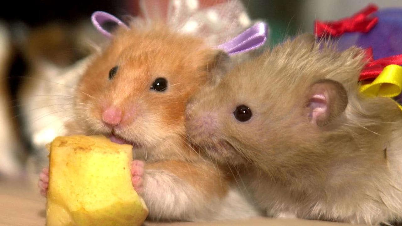 Hong Kong to Kill 2,000 Hamsters After One Pet Store Worker Catches COVID