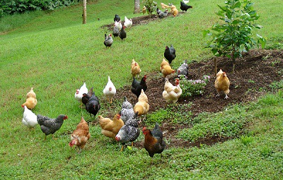 Improved Kienyeji Farming - Neochicks Poultry Ltd -0707787884