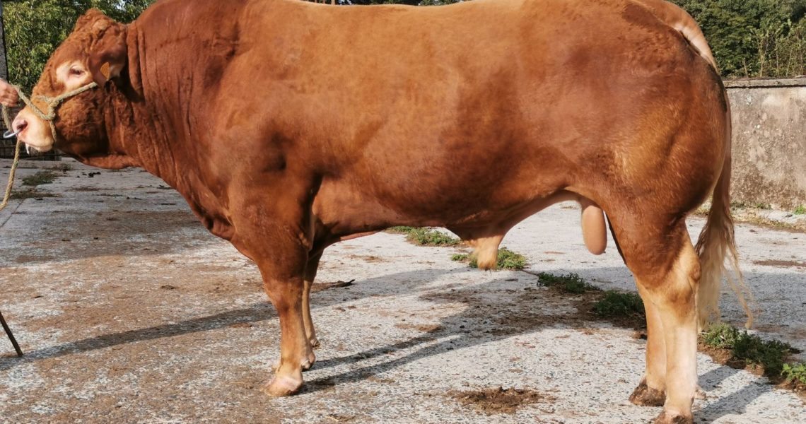 Humour Nemo Sacre Taureau Le Plus Sexy De 21 Opera News