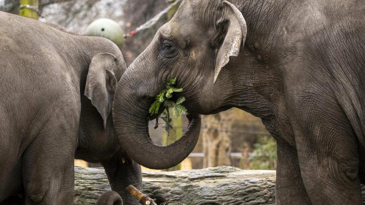 Zoo Erfurt ändert Öffnungszeiten – das hat einen besonderen Grund