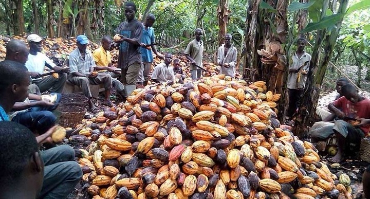 Ghana's cocoa sector to receive $600 million to increase production