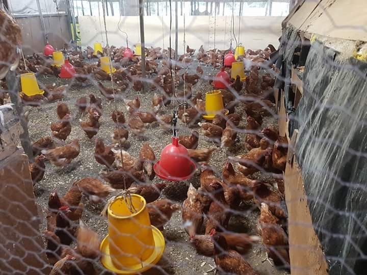 Livestock Kenya - You can make money raising commercial layers