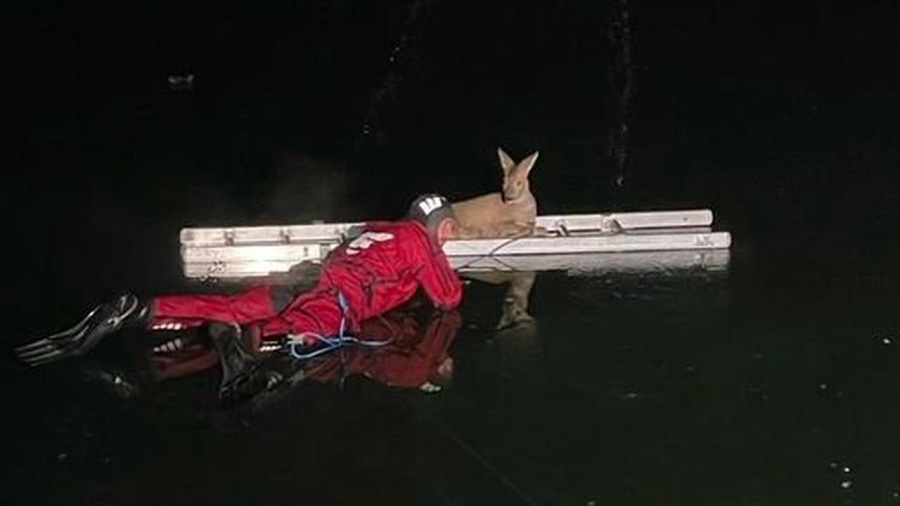 Tierischer Einsatz |Feuerwehr rettete in Tillmitsch im Eis eingebrochenes Reh