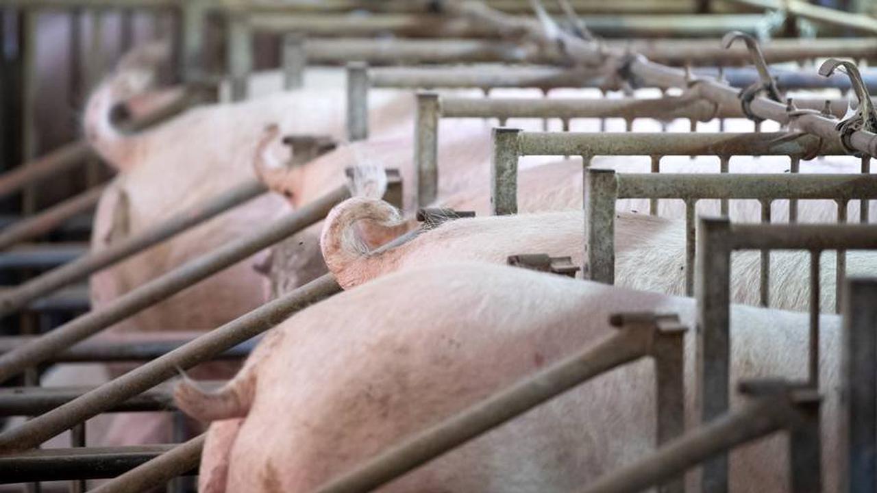 Schweinepest in Mastbetrieb in Brandenburg ausgebrochen – 1300 Tiere getötet