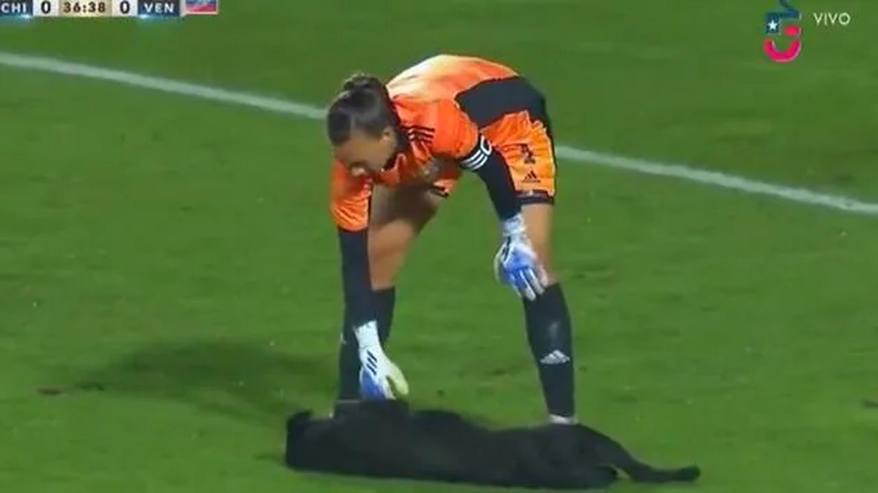 VIDÉO. Un chien se fait caresser par les joueuses lors du match amical Chili-Venezuela