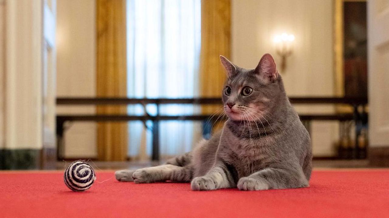 Haustier des US-Präsidenten: Katze Willow zieht bei den Bidens ein