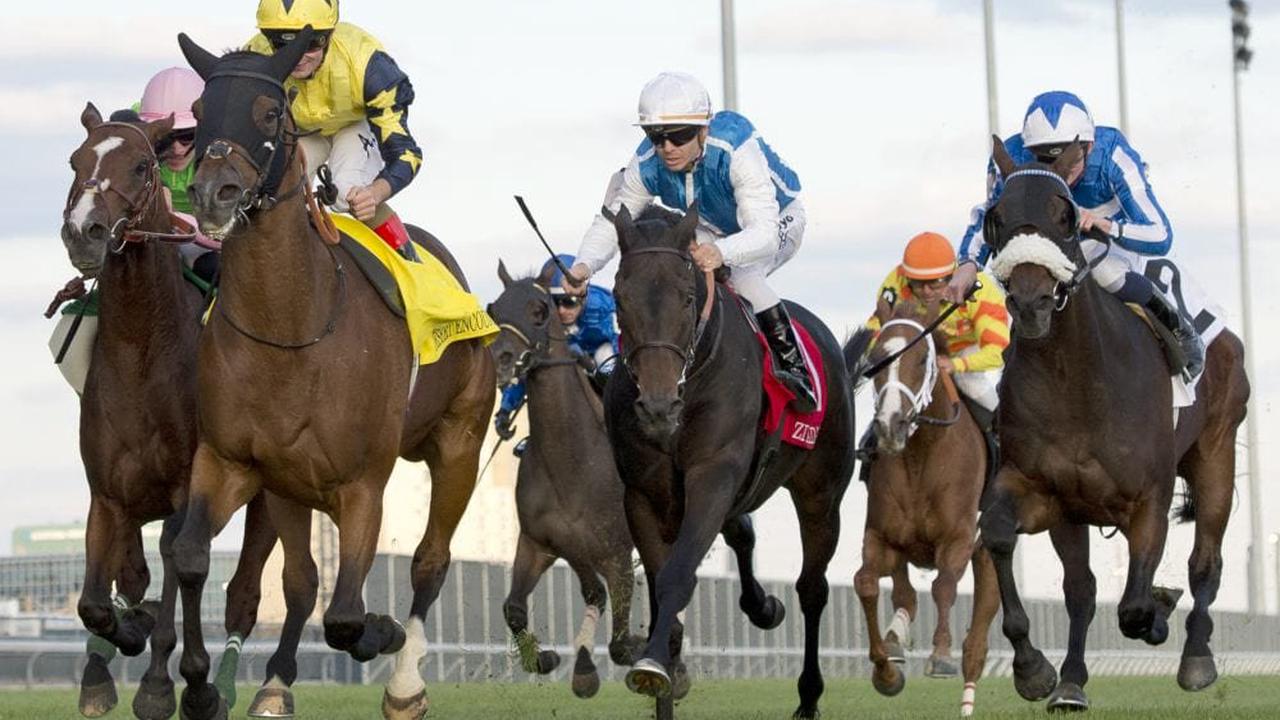 Desert Encounter Chasing Third Straight Win In Pattison Canadian International Opera News Desert Encounter Chasing Third Straight Win In Pattison Canadian International Opera News