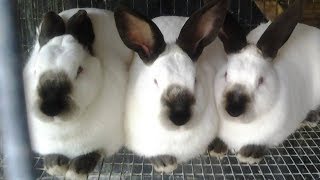 California Breed of Rabbits Chartered Accountant during the week and a Rabbit Farmer on weekends - Ghanaian accountant shares motivational story